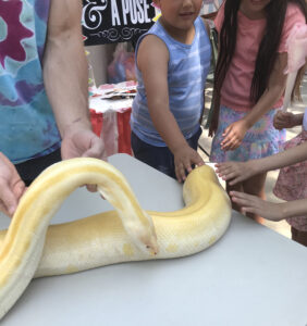 A snake being touched by onlookers.
