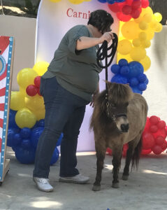 A pony being directed by the owner for pony rides.