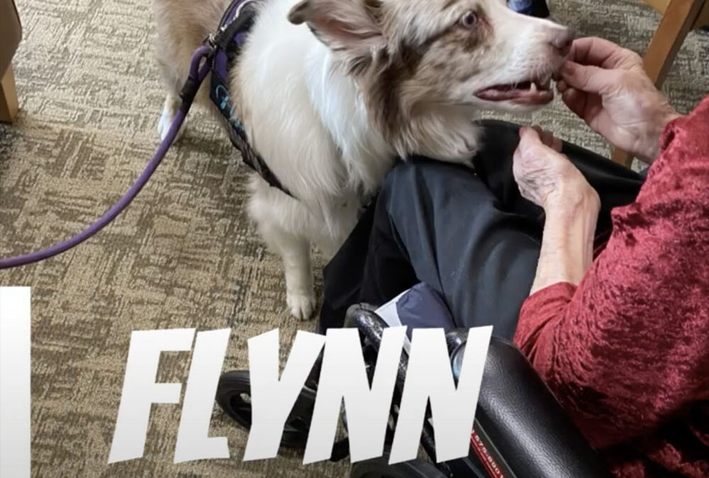 Flynn the Therapy Dog!