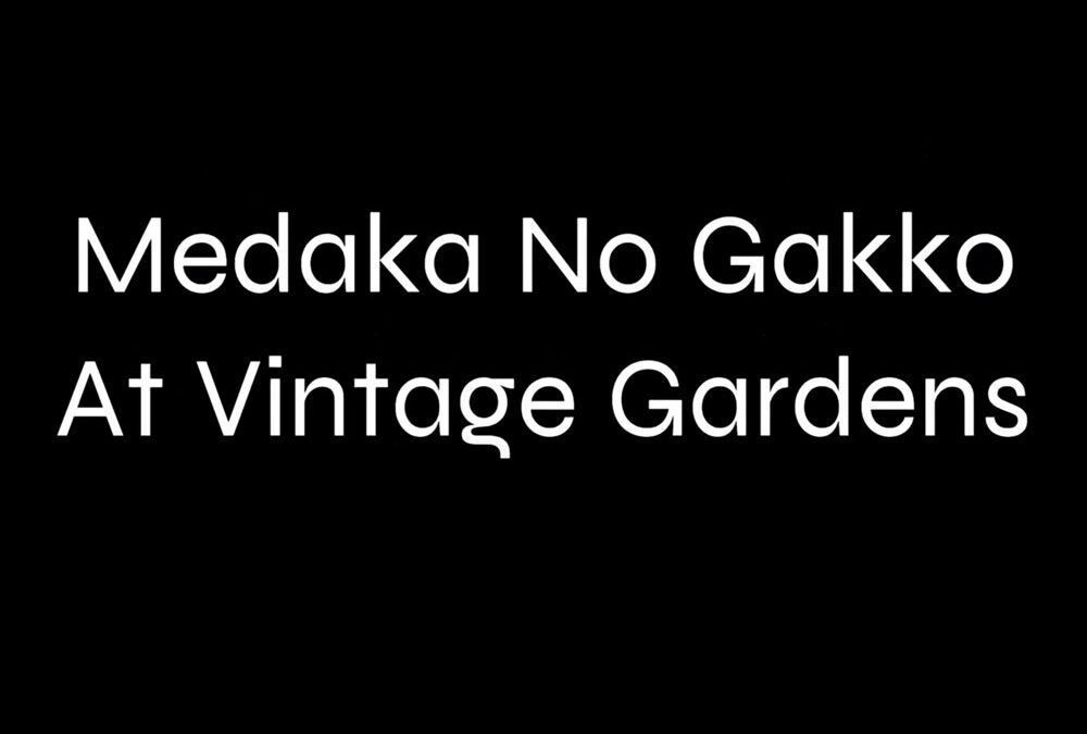 Medaka No Gakko at Vintage Gardens