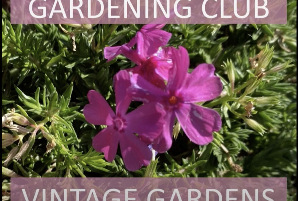 Garden Club at Vintage Gardens.